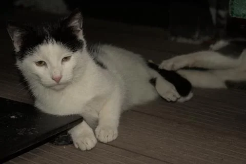 Cats playing in front of pub Stock Photos