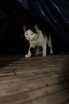 Cats playing in front of pub Stock Photos