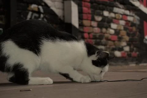 Cats playing in front of pub 库存照片