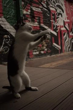 Cats playing in front of pub Stock Photos