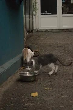 Cats playing in front of pub Stock Photos