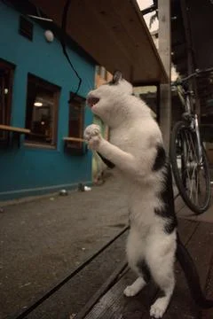 Cats playing in front of pub Stock Photos