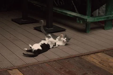 Cats playing in front of pub 库存照片