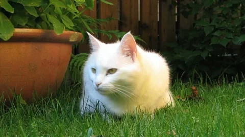 Cats playing in the Garden Stock-Footage 8618034