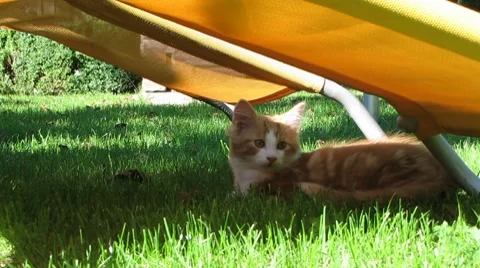 Cats playing in the Garden Stock-Footage 8620845