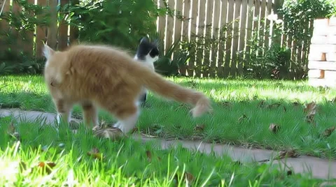 Cats playing in the Garden Video stock 8621627
