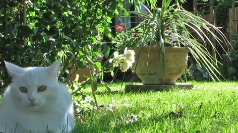Cats playing in the Garden 스톡 동영상 8621693
