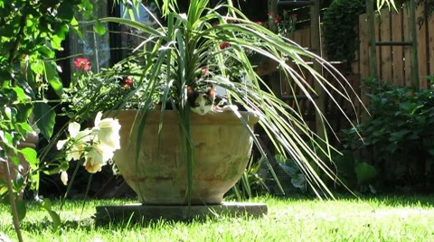 Cats playing in the Garden 스톡 동영상 8622005