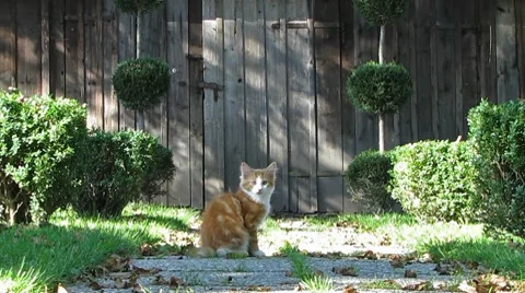 Cats playing in the Garden Stock-Footage 8635082