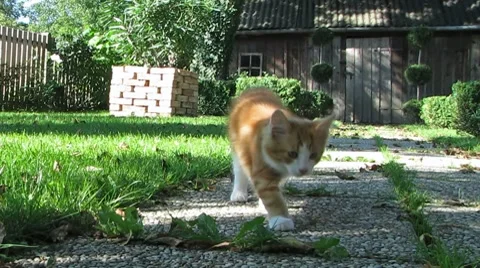 Cats playing in the Garden Stock-Footage 8643753