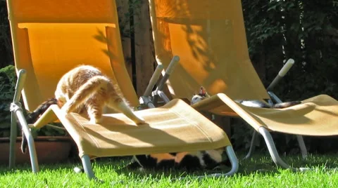 Cats playing in the Garden Stock Footage