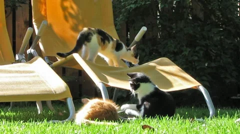 Cats playing in the Garden Stock-Footage 8645340