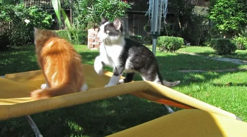 Cats playing in the Garden Stock-Footage 8645752