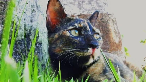 Cats playing in green grass Stock Footage 164004845
