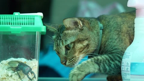 Cat's Playing with Insect, Beetle in the box Video stock 104691859