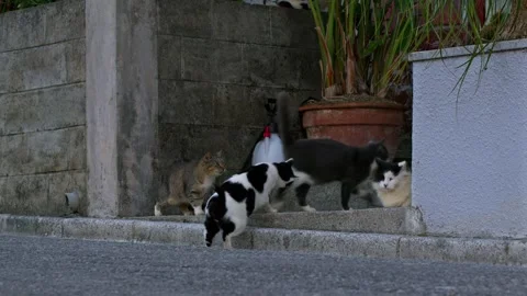Cats Playing in the Street. Stock Footage 256078059