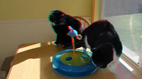Cats playing with Toy in 3D (requires 3D Glasses to view) Stock Footage 8763727
