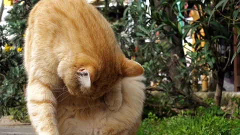 Cat's portrait close up. Stock Footage 87914255