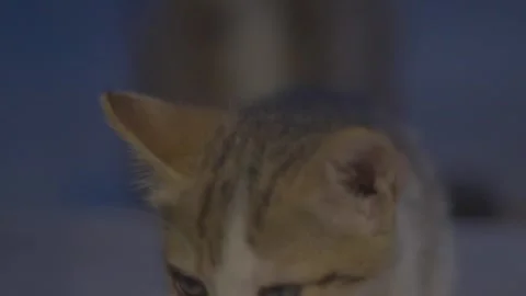 Cats Portrait CLose Up Video stock 275212831