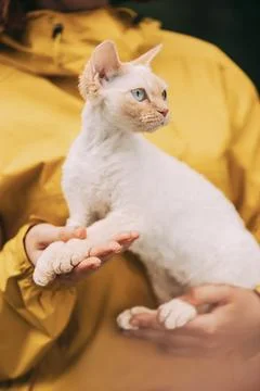 Cats Portrait. Obedient Devon Rex Cat With Cream Fur Color Sitting On Hands Stock Photos