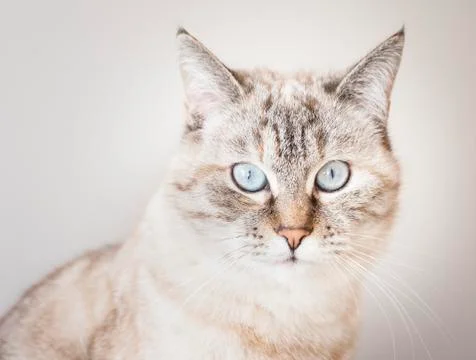 Cat's portrait Stock Photos