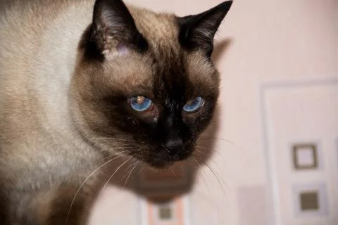 Cat's portrait. Stock Photos