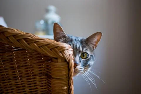 Cat's portrait Stock Photos