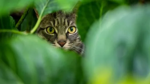 Cat's portrait Stock Photos