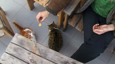Cats like potato chips Stockbeeldmateriaal 995496