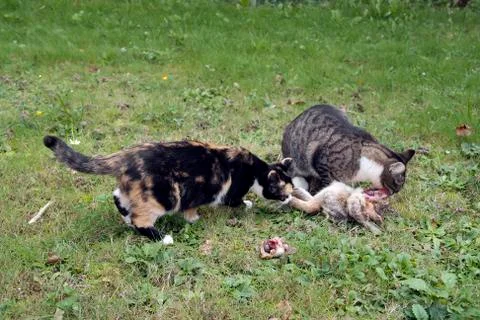 Cats with prey Stock Photos
