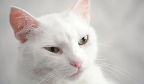 Cats queen Foto stock