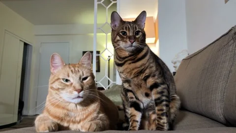 Cats reading from teleprompter looking back and forth Stock Footage 166571325