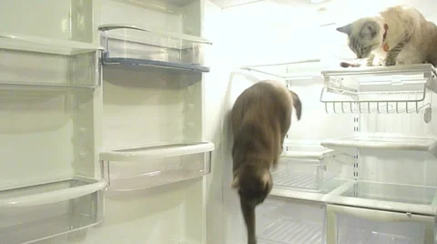 Cats in the Refrigerator Stock Footage 10882379