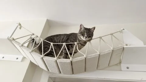 Cat's relaxing place Stock Footage 314484265