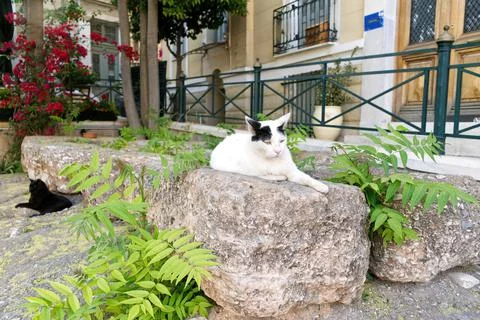 Cats rest on stone steps in a beautiful Greek courtyard Foto stock