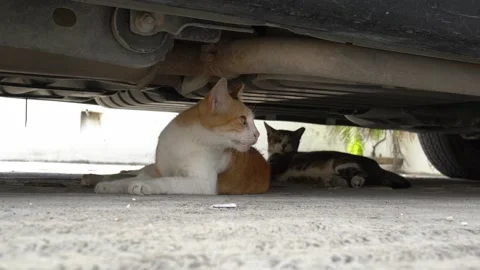 Cats rest under a car Video stock 170250117