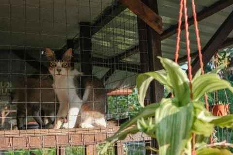 Cats  resting  in a cage Stock Photos