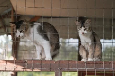 Cats  resting  in a cage Stock Photos