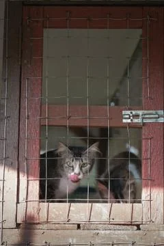 Cats  resting  in a cage Stock Photos