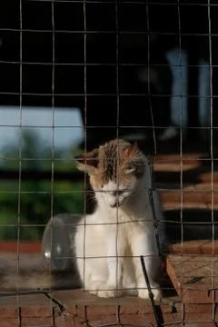 Cats  resting  in a cage Stock Photos