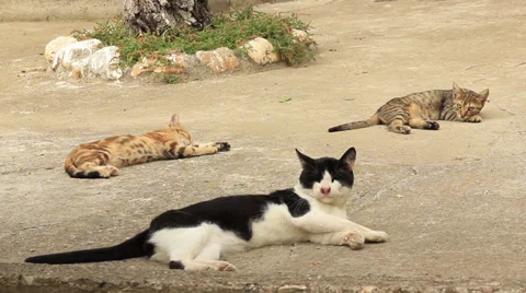 Cats Resting Stock Footage 31296717