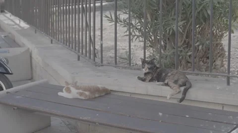 Cats resting in Paphos, Cyprus Stock Footage 344056316