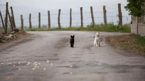Cats on the road. Stock Photos