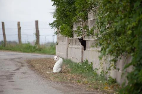 Cats on the road. Foto stock