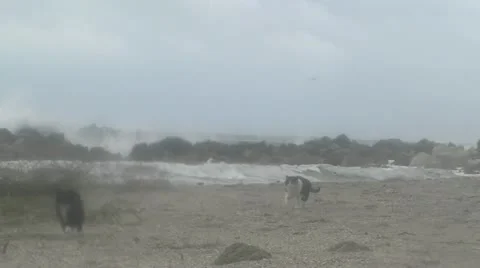 Cats running in a storm 動画素材 14770442