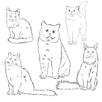 Cats set, vector illustration, hand-drawn cute fluffy cats. domestic cat set  Stock Illustration
