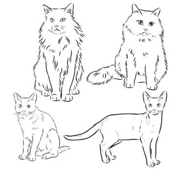 Cats set, vector illustration, hand-drawn cute fluffy cats. domestic cat set  Ilustración de archivo