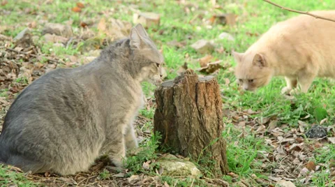 Cats sexual behaviour 動画素材 33839221
