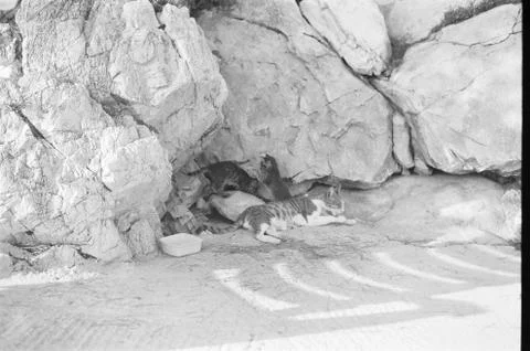 Cats in the shade of the rocks Stock Photos
