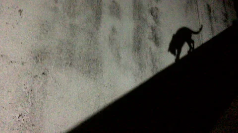 Cats shadow in motion Stock Footage 60968830